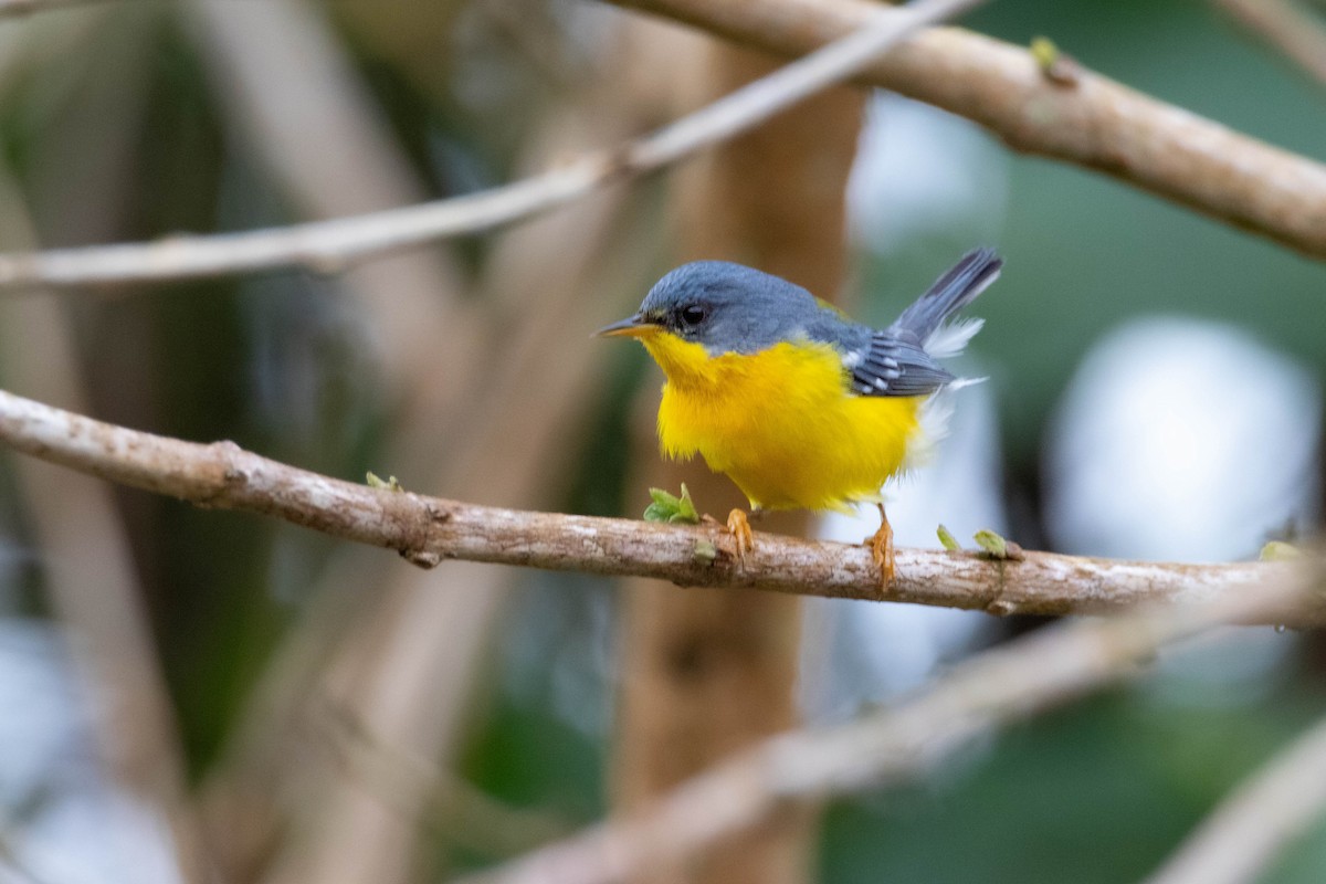 Tropical Parula - ML642384094