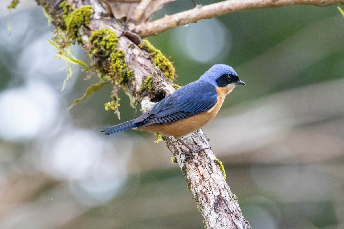 Fawn-breasted Tanager - ML642384096