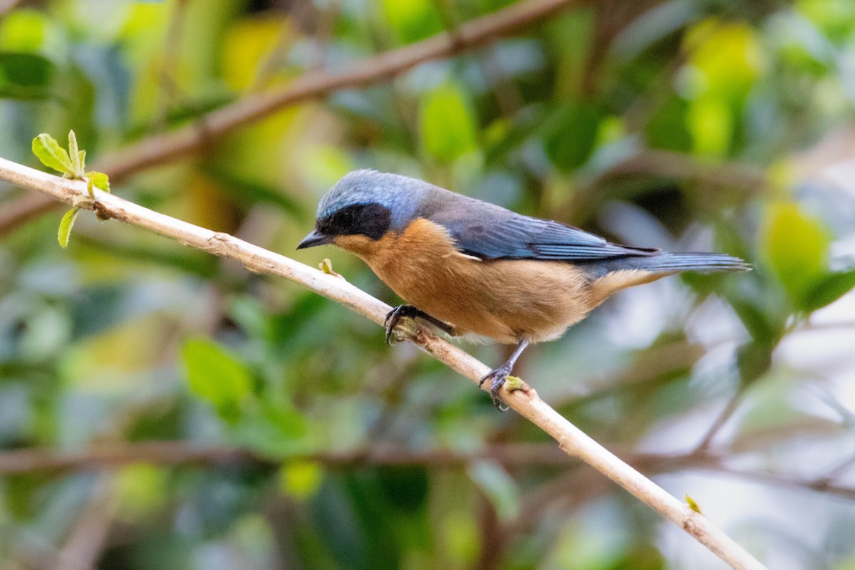 Fawn-breasted Tanager - ML642384097