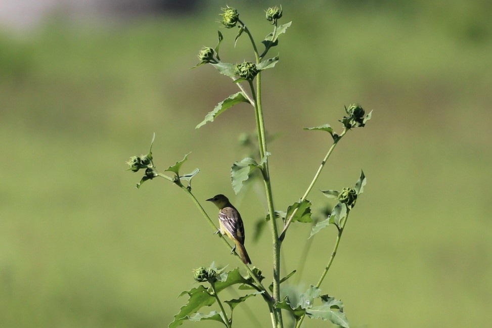 Orchard Oriole - ML642384098