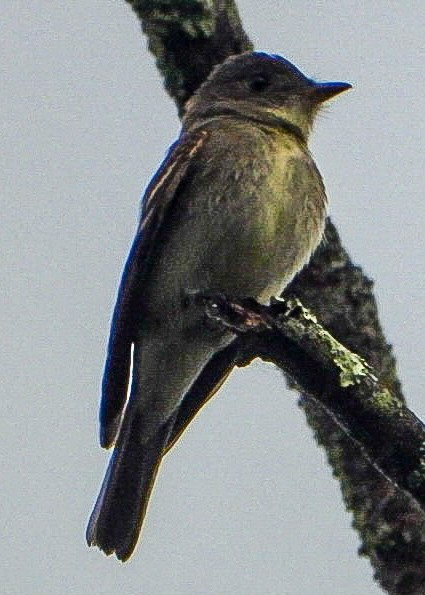 Eastern Wood-Pewee - ML642384104