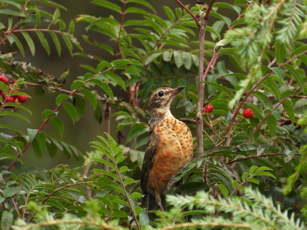 American Robin - ML642384117