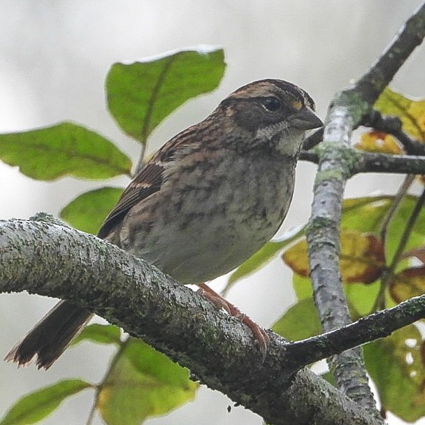 White-throated Sparrow - ML642384122