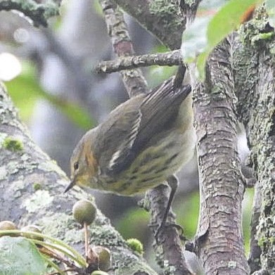 Cape May Warbler - ML642384138
