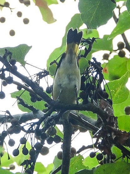 American Redstart - ML642384142