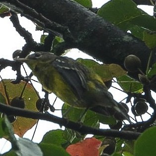 Magnolia Warbler - ML642384160