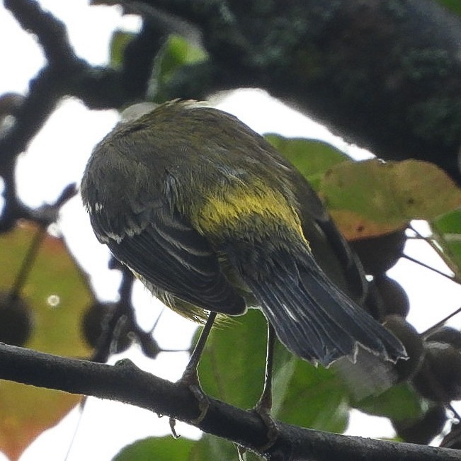 Magnolia Warbler - ML642384162