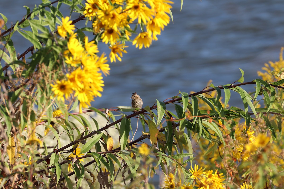 Song Sparrow - ML642384175