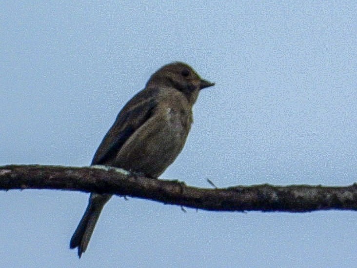 Indigo Bunting - ML642384180
