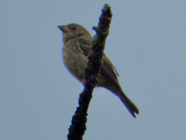 Indigo Bunting - ML642384181