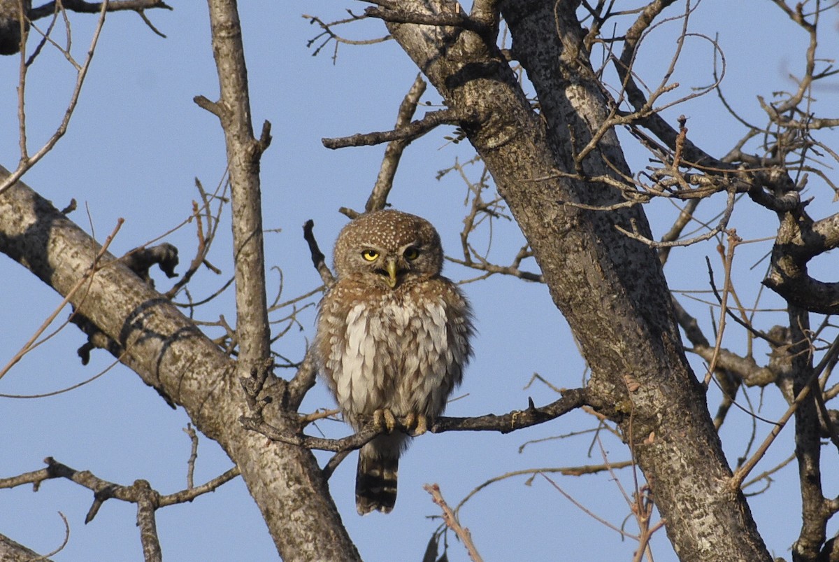 Pearl-spotted Owlet - ML642384198