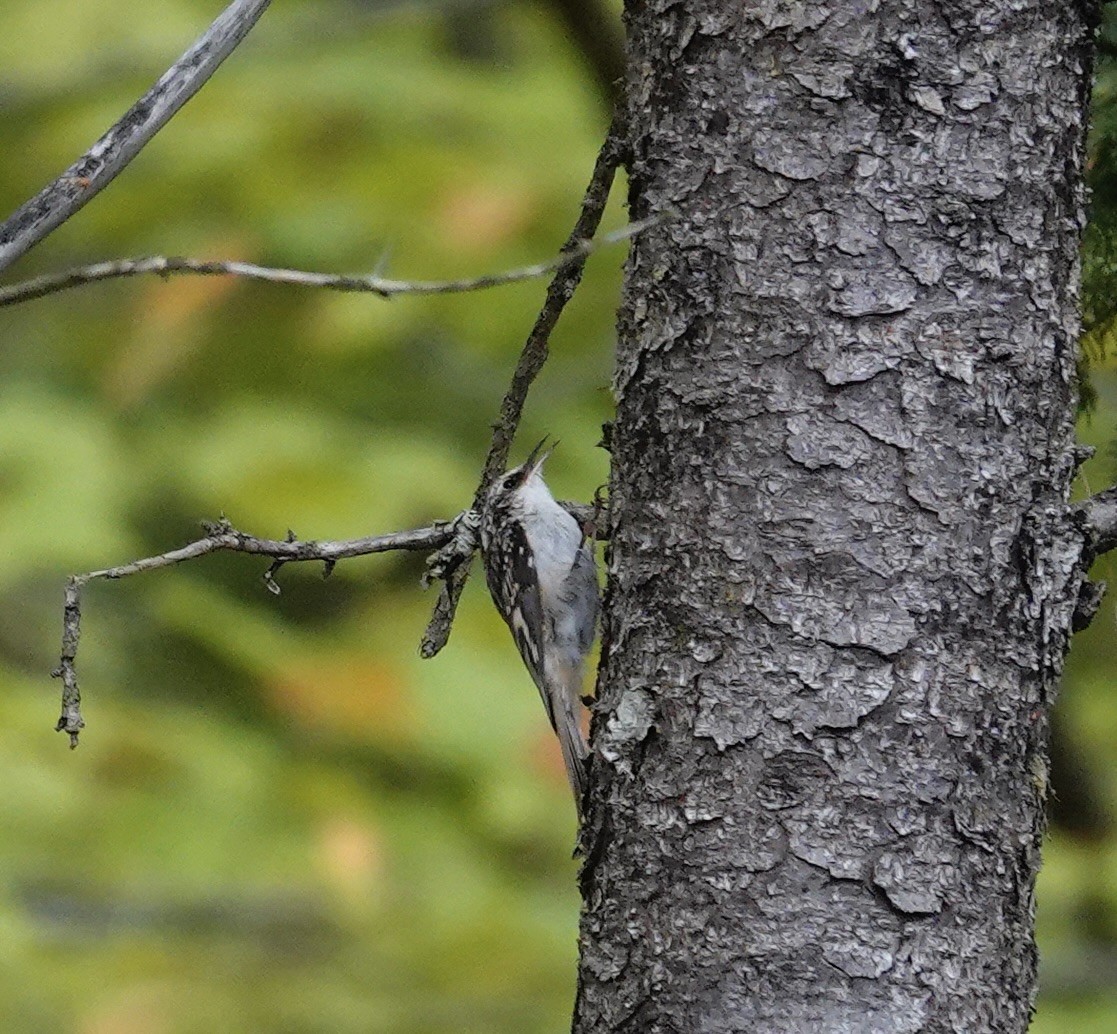 Brown Creeper - ML642384218