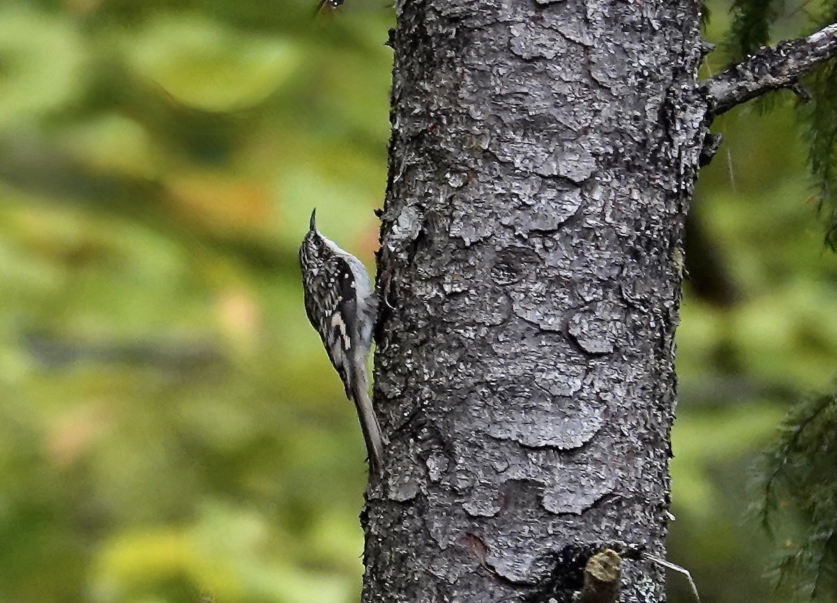 Brown Creeper - ML642384219