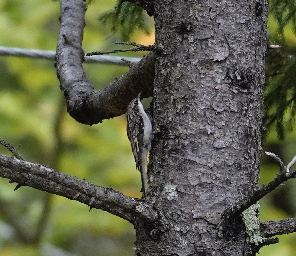 Brown Creeper - ML642384220