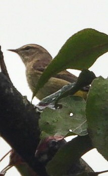 Palm Warbler - ML642384221