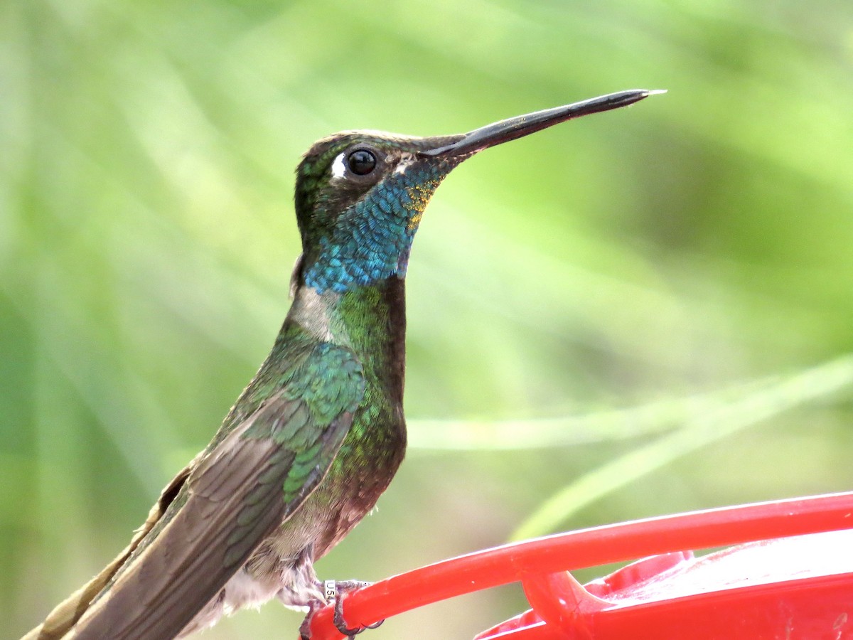 Rivoli's Hummingbird - ML642384223