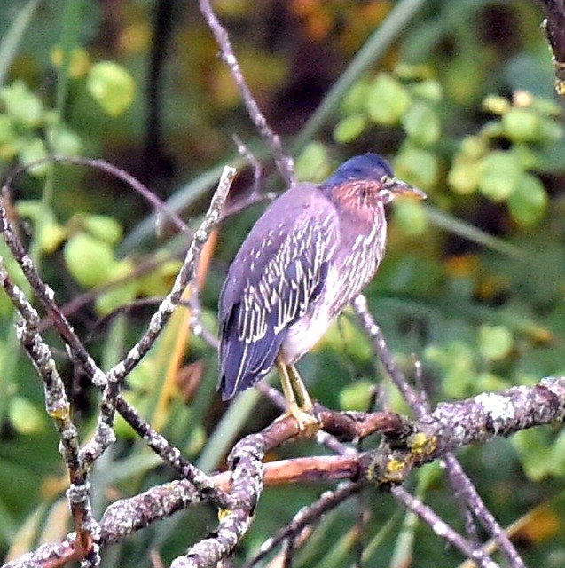 Green Heron - ML642384231