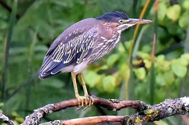 Green Heron - ML642384232