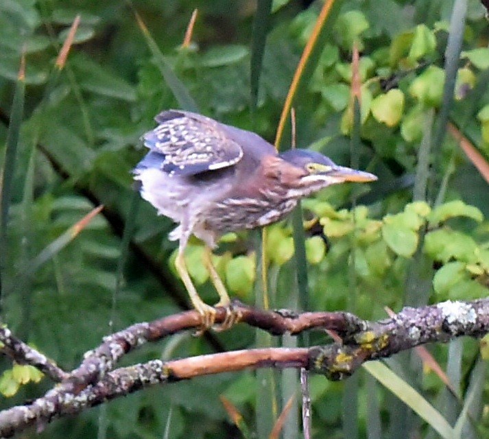 Green Heron - ML642384233
