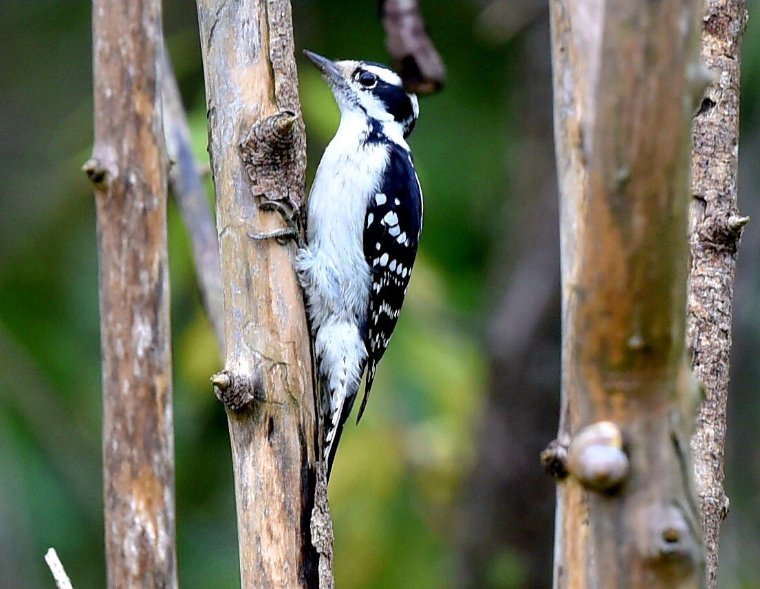 Downy Woodpecker - ML642384252