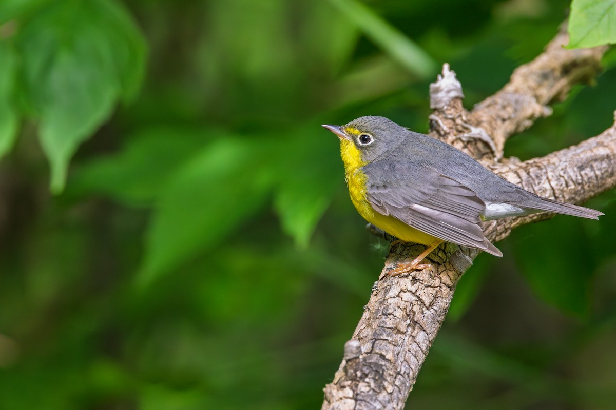 Canada Warbler - ML642384256