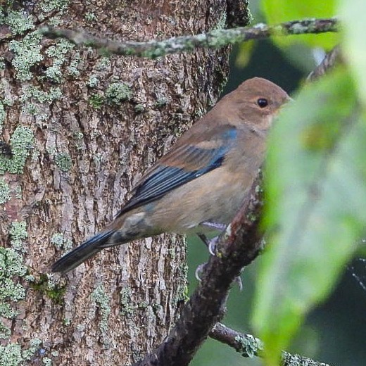 Indigo Bunting - ML642384266