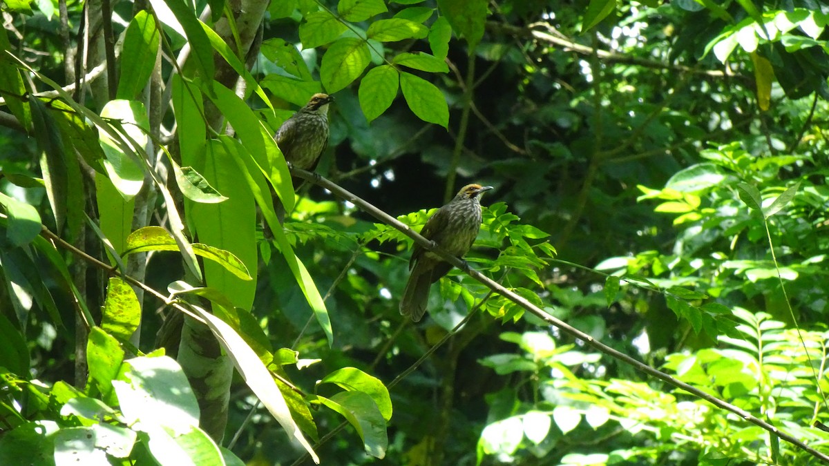 Bulbul à tête jaune - ML642384271