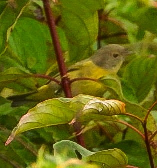 Nashville Warbler - ML642384299