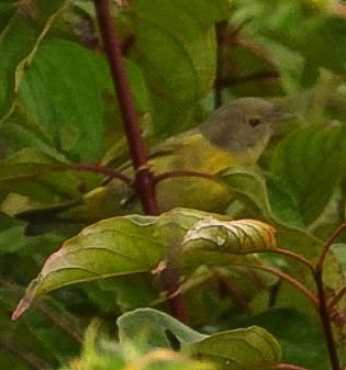 Nashville Warbler - ML642384300