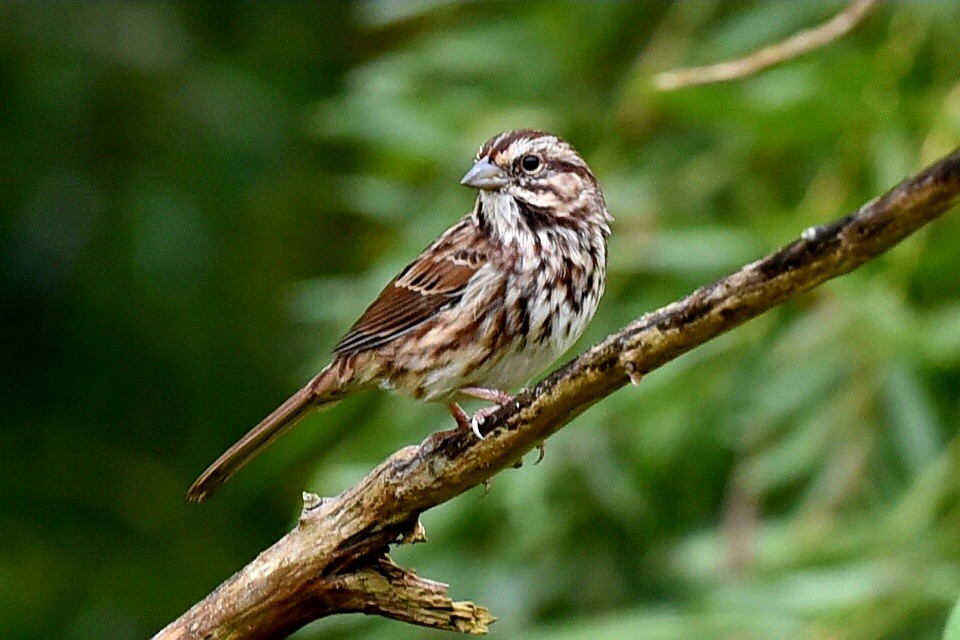 Song Sparrow - ML642384306