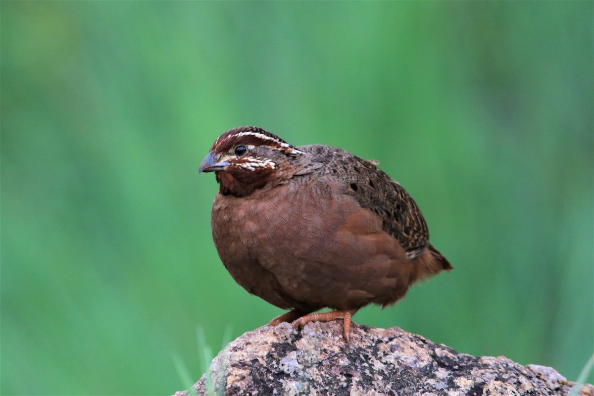 Jungle Bush-Quail - ML642384326