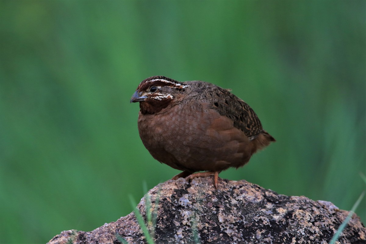 Jungle Bush-Quail - ML642384331