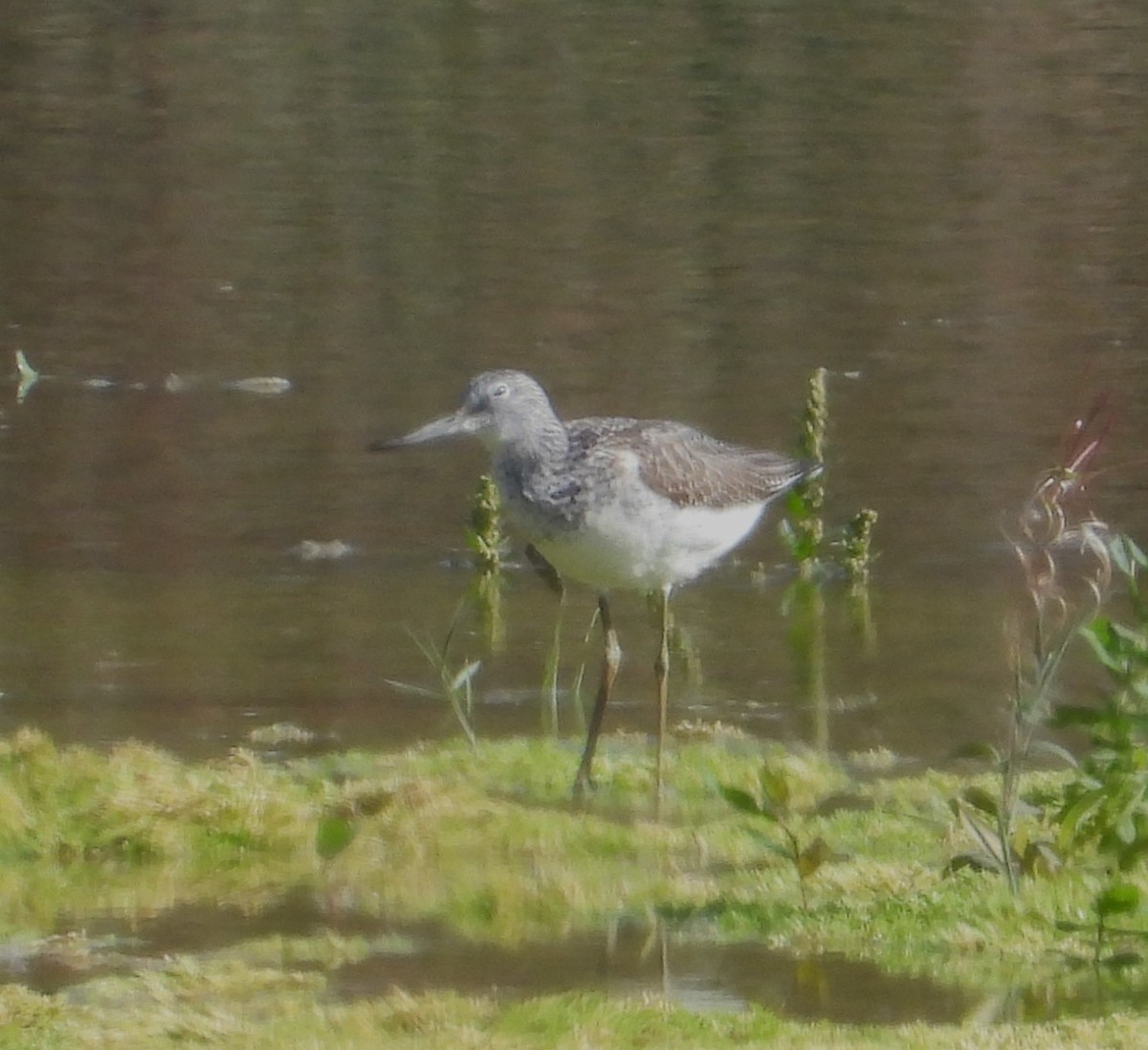 Grünschenkel - ML642384354