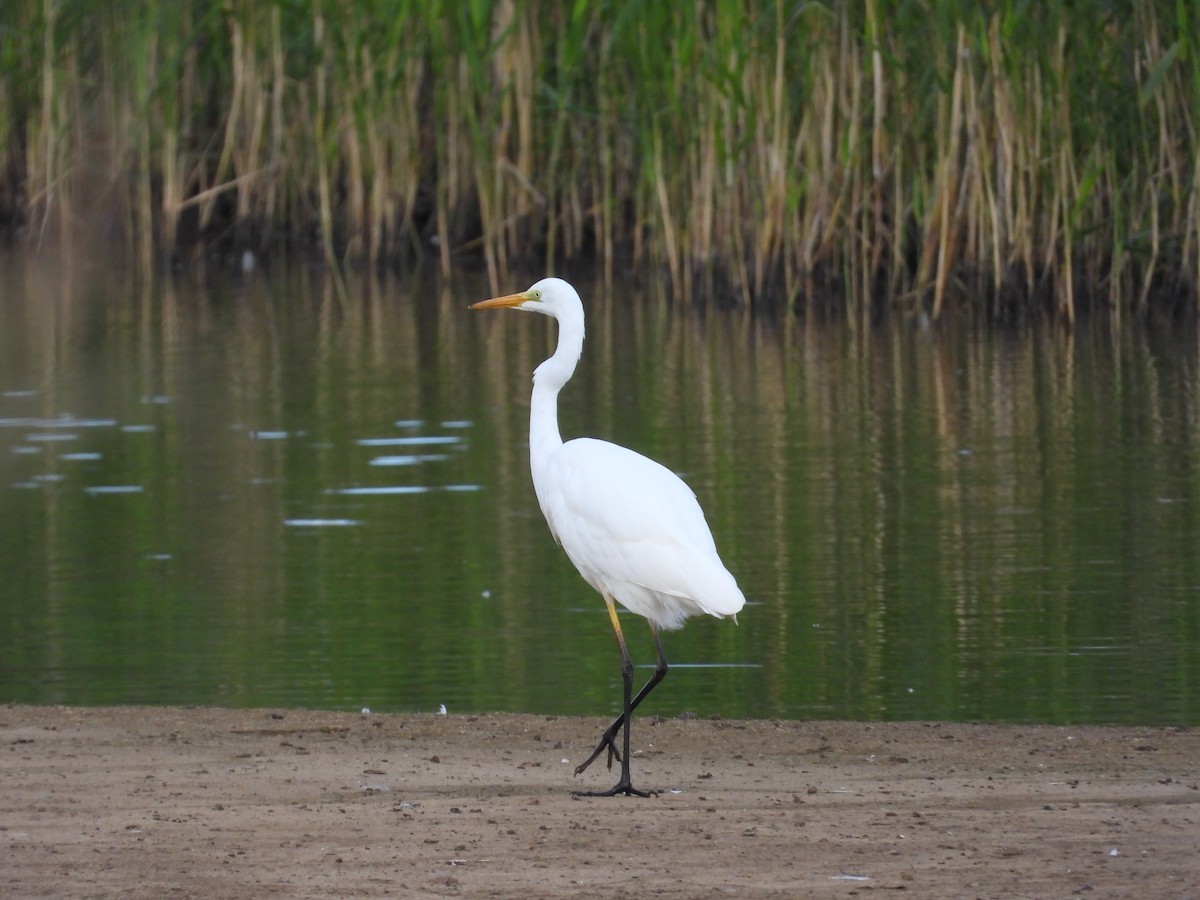 Silberreiher - ML642384355