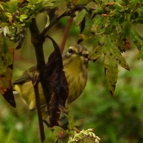 Palm Warbler - ML642384359