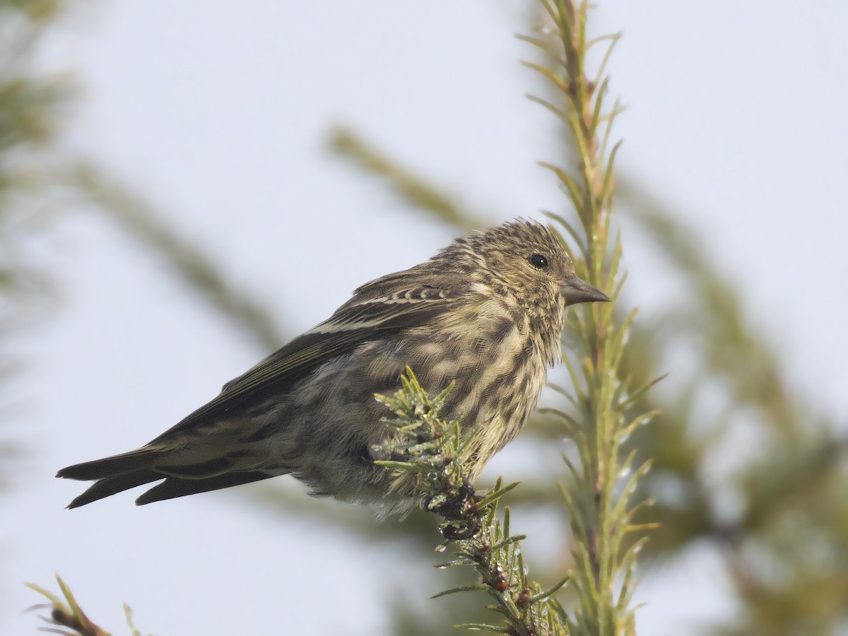 Pine Siskin - ML642384388