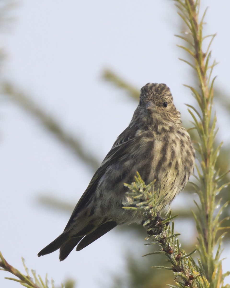 Pine Siskin - ML642384389