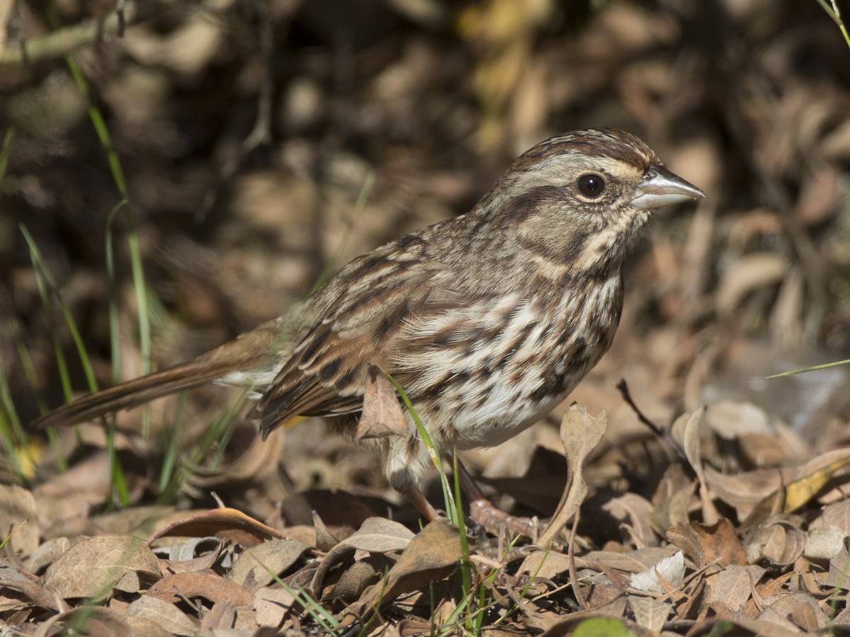 Song Sparrow - ML642384401