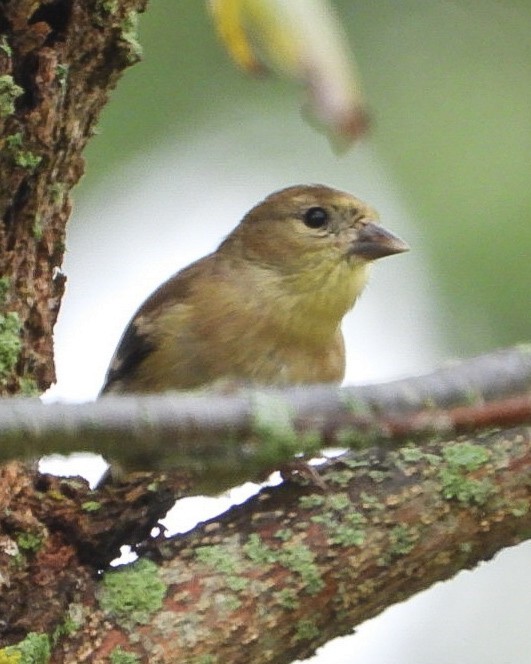 American Goldfinch - ML642384409