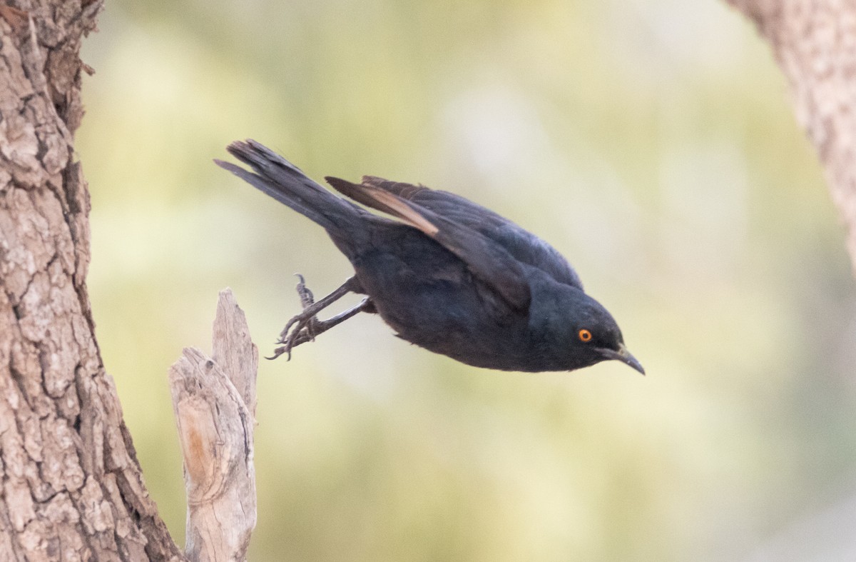 Pale-winged Starling - ML642384410