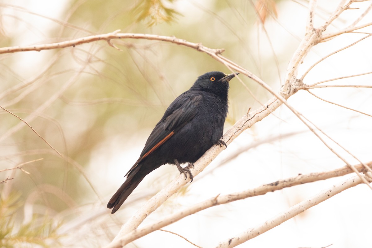 Pale-winged Starling - ML642384411