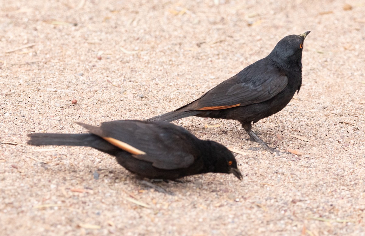Pale-winged Starling - ML642384412
