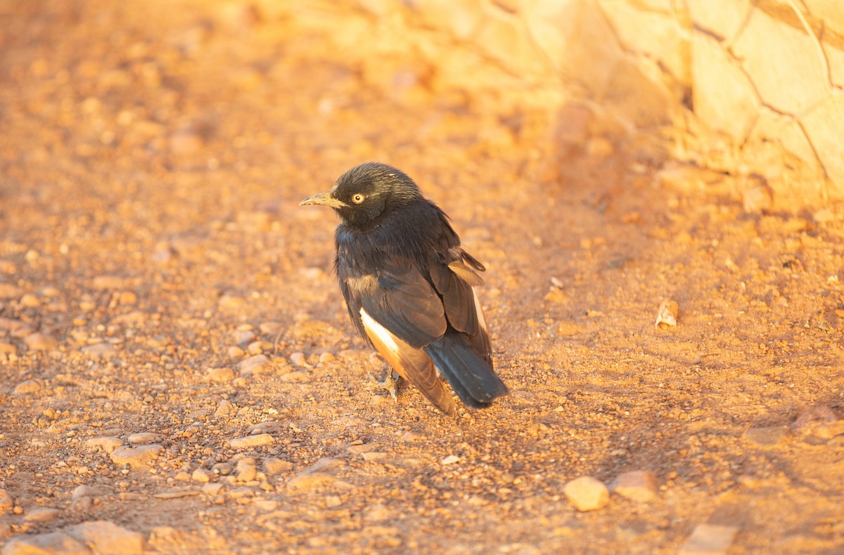 Pale-winged Starling - ML642384413