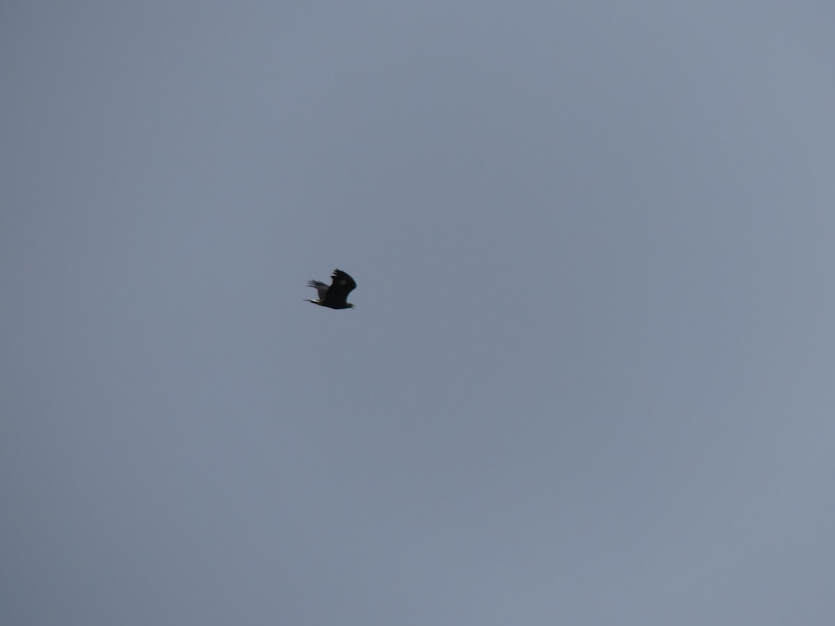 Golden Eagle - ML642384417
