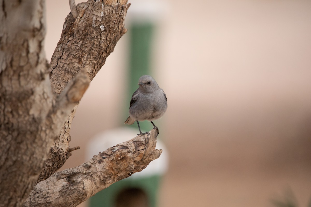 Mountain Chat - ML642384425