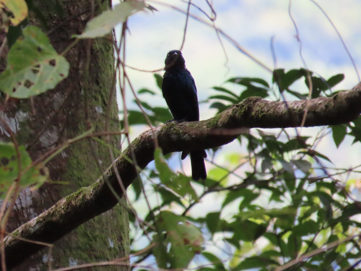 Bronzed Drongo - ML642384445