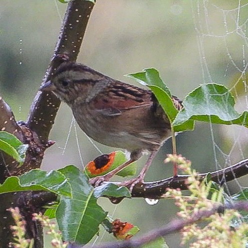 Swamp Sparrow - ML642384455