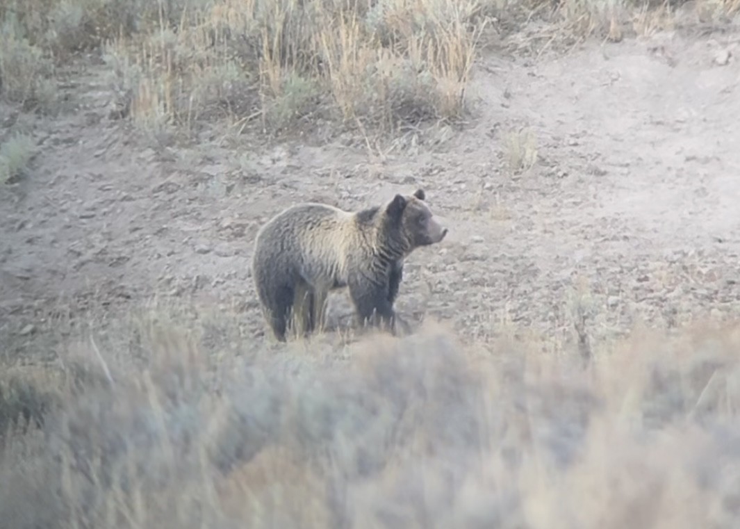 Orso Grizzly - ML642384459