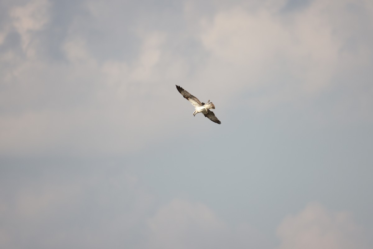 ミサゴ - ML642384470