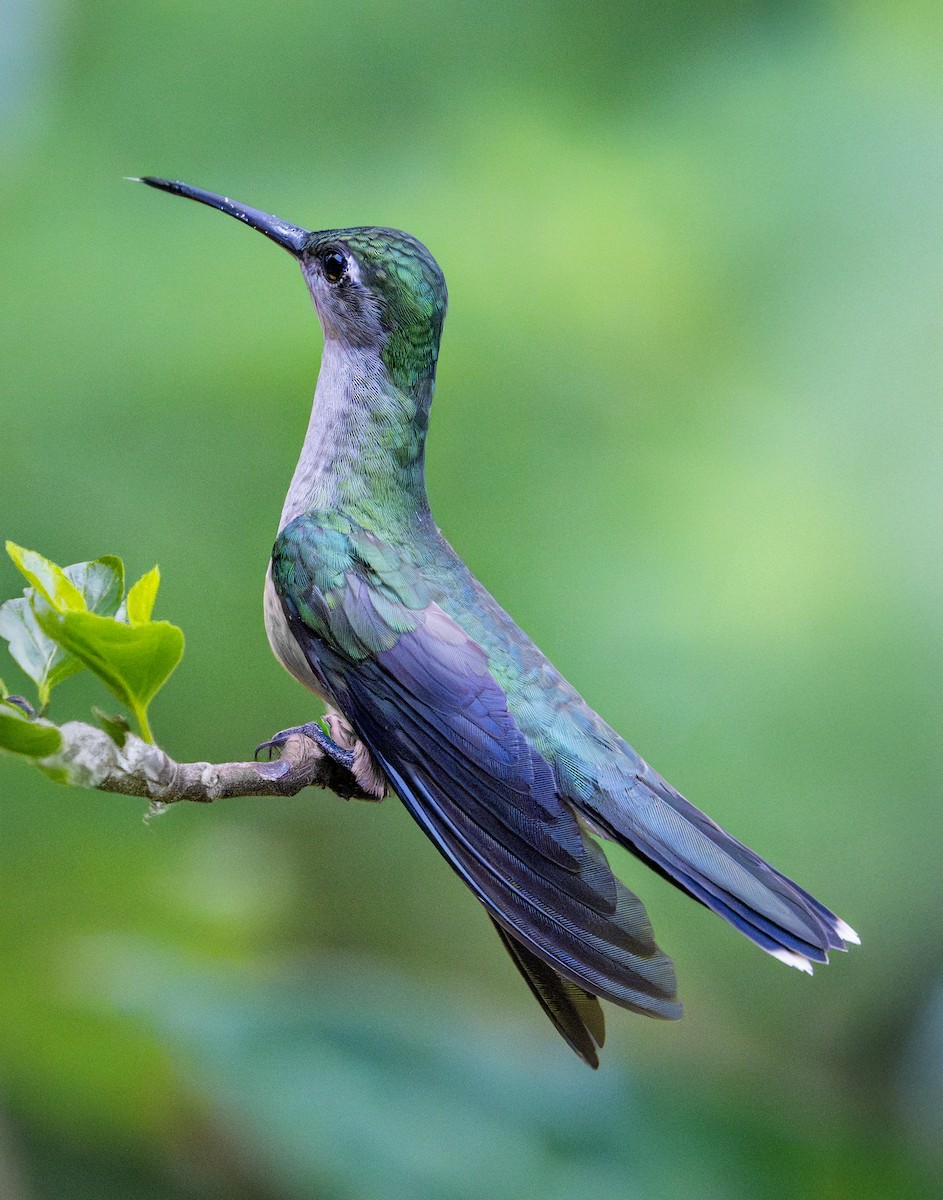 Gray-breasted Sabrewing - ML642384471